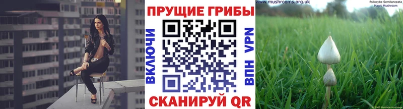 Купить  Петровск-Забайкальский  Псилоцибиновые грибы Cubensis 